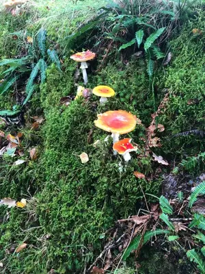 a group of mushrooms on the ground in the grass at Snowdonia coastal getaway ideal for groups up to 6 in Llwyngwril
