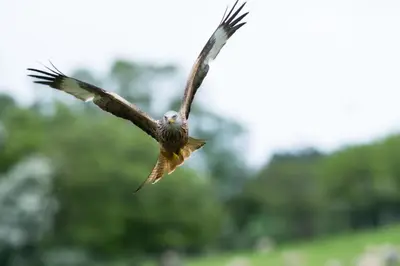 a bird flying in the air with trees in the background at 1 Bed in Llanerfyl oc-d30168 in Llanfair Caereinion