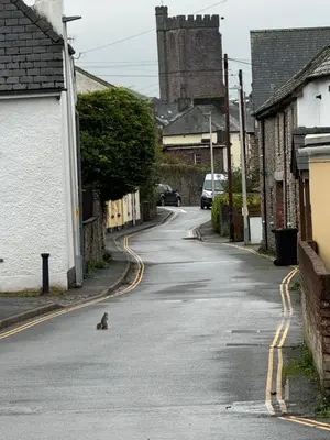 a cat sitting in the middle of a street at 3 bedroom cottage Brecon sleeps 4 in Brecon