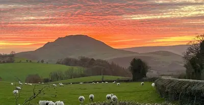 a herd of sheep grazing in a field at sunset at Enchmarsh Farm Byre in Church Stretton