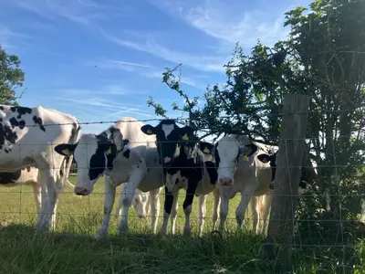 a group of cows standing behind a fence at Enchmarsh Farm Byre in Church Stretton