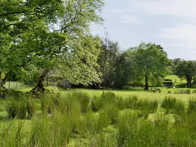 a field of tall grass with a tree in it at Dol Afon - Hw7588 in Llanuwchllyn