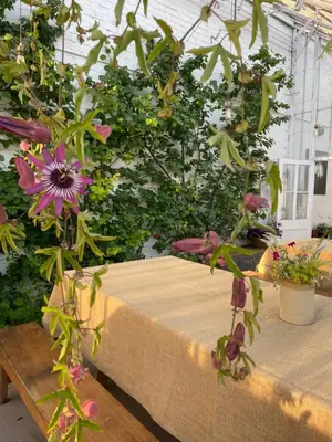 a table with flowers on it in a greenhouse at the railway carraige in Three Cocks Junction