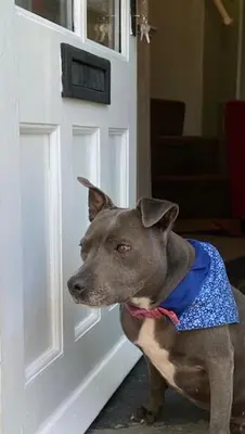 a dog is standing in front of a door at Cosy 3 bedroom cottage by the sea in Aberdovey in Aberdyfi