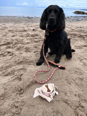 a black dog laying on the beach with a toy at Nant Llys - Spectacularly placed with sea views in New Quay