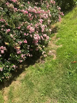 a row of bushes with pink flowers in the grass at Logaston Common Farmhouse in Woonton