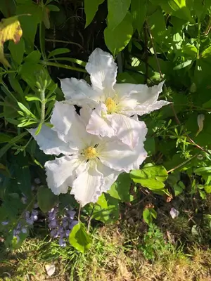 a group of white flowers on a bush at Logaston Common Farmhouse in Woonton