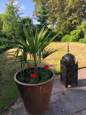 a potted plant with red flowers in a garden at Logaston Common Farmhouse in Woonton