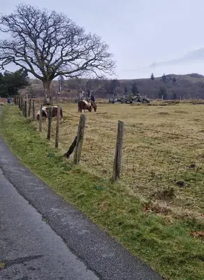 a fence next to a field with horses and a tree at Misty Mountain Log Cabin - Trawsfynydd in Trawsfynydd