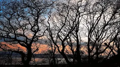 a group of trees with a sunset in the background at Relaxing Coastal Retreat for 2 Hot Tub Log Fire in Tywyn
