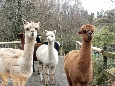 a group of llamas standing on a dirt road at Shepherds hut on alpaca farm in Blaenau-Ffestiniog