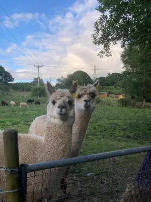 two llamas standing next to a fence in a field at Shepherds hut on alpaca farm in Blaenau-Ffestiniog