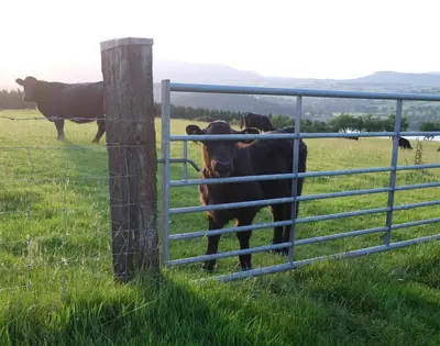 a group of cows in a field behind a fence at 4 Bed in Llangower oc-f31072 in Llangower
