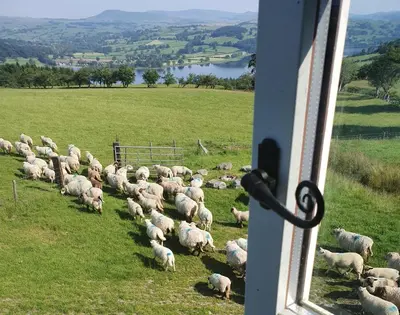 a herd of sheep grazing in a field at 4 Bed in Llangower oc-f31072 in Llangower