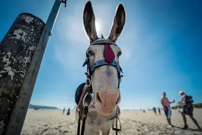 a horse with ears up on the beach at Glanaber in Dyffryn
