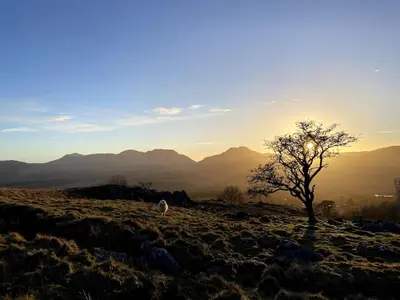 a bird standing on a hill with a tree at Beautifully Restored Log Cabin in Trawsfynydd