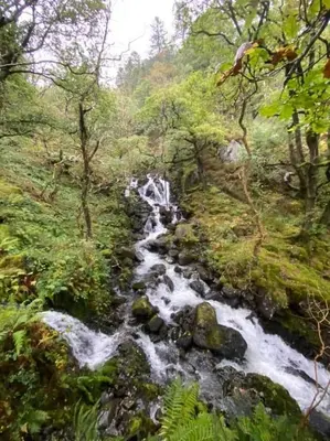 a stream in a forest with a waterfall at Delightful Chalet Peaceful Site Near Aberdyfi in Tywyn
