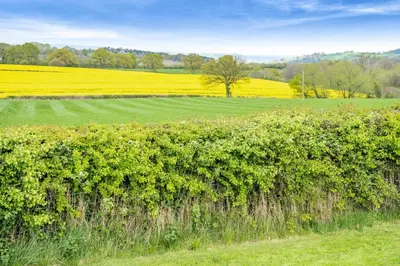 a field of yellow rapeseed with a tree in the distance at 1 Bed in Brecon oc-t31948 in Bronllys