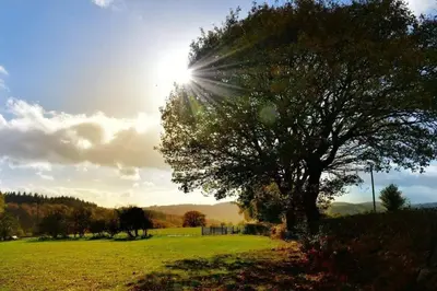 a tree in a field with the sun behind it at Mynd View Pods Cedar in Craven Arms