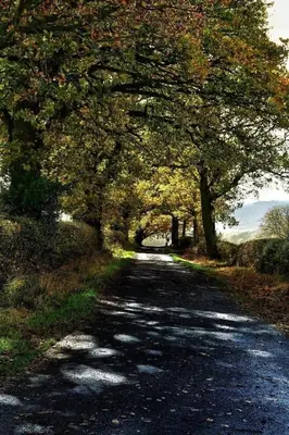 a road with trees on the side of it at Mynd View Pods Cedar in Craven Arms