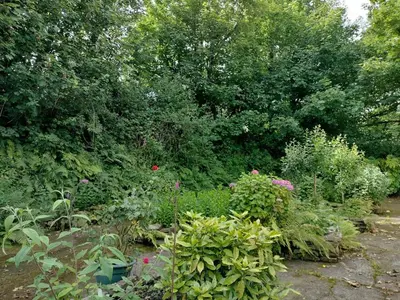 a garden filled with lots of plants and flowers at Dog friendly rural location in Llanerch-Aeron