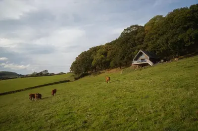 a group of cows grazing in a field with a barn at Oolert Treehouse in Hundred House