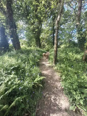 a dog walking down a trail in the woods at 'Falcons Rest' in Borth