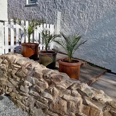 three potted plants sitting next to a stone wall at Gwyneska in Llanaber
