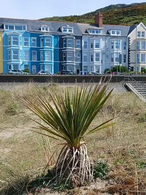 a palm tree in front of a building at Seasalt Apartment in Barmouth