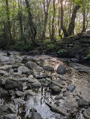 a stream with rocks and trees in a forest at Bluebell Hideaway in Llanfair Clydogau