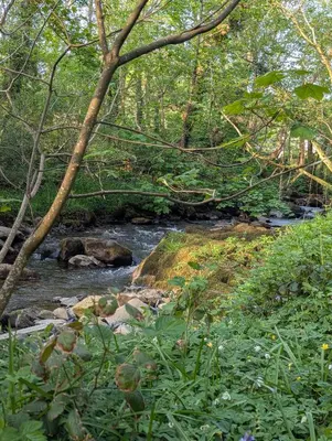 a river with trees and rocks in a forest at Bluebell Hideaway in Llanfair Clydogau