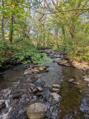 a stream with rocks and trees in a forest at Bluebell Hideaway in Llanfair Clydogau