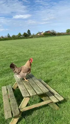 a chicken standing on a picnic table in a field at 5 Metre 'UNFURNISED' Bell Tent in Ball