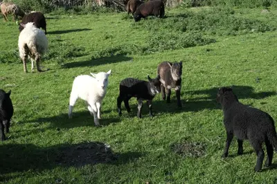 a herd of sheep standing in a grassy field at Pretty barn conversion in seaside village in Llansantffraid