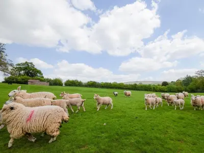 a herd of sheep grazing in a field of grass at 2 Bed in Craven Arms oc-96046 in Tugford