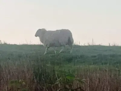 a sheep walking in a field of grass at Cosy Rural Gilbert Hights Llandovery Cynghordy in Cynghordy