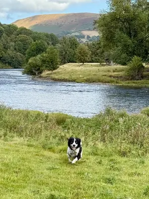 a dog sitting in the grass next to a river at Robins' Rest - 22 Caer Beris Luxury Lodge Park NEW Sleeps 6 Riverside Reteat in Builth Wells