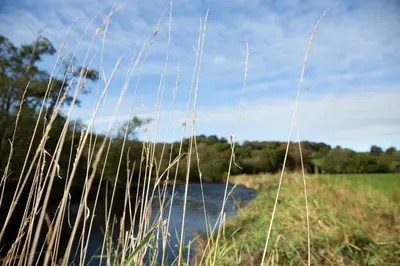 a field with tall grass and a body of water at Bwthyn Bach Brefi in Tregaron