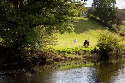 two horses grazing in a field next to a body of water at Bwthyn Bach Brefi in Tregaron