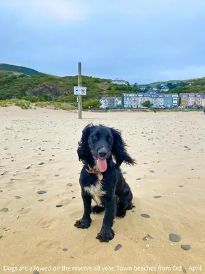 a black dog sitting on a sandy beach at Sanderling, 289 Ynyslas Beach, Borth in Borth