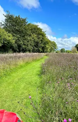 a field of grass with purple flowers and trees at Pencastell Views in Nantcwnlle