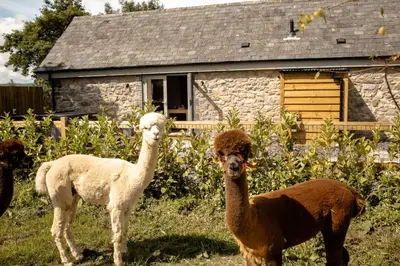 two llamas standing in a field in front of a house at Daverneithon 2 in Rhayader