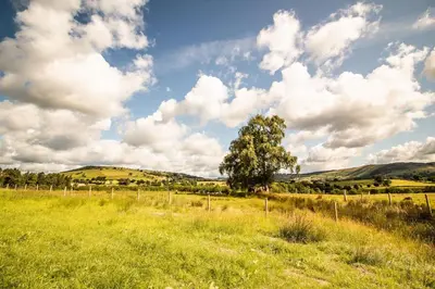 a tree in a field under a cloudy sky at Daverneithon 1 in Rhayader