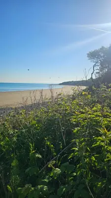 a beach with a field of plants and a beach at The Ocean Nook in New Quay