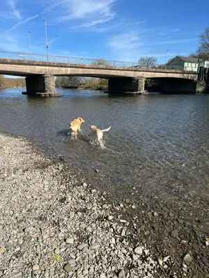 two dogs walking in the water under a bridge at Vern Dale Cottage, Erwood, River Wye, Builth Wells in Builth Wells
