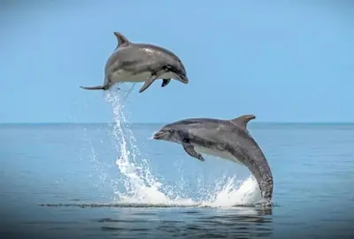 two dolphins jumping out of the water at Lodge - Sleeps 4 Near beach & Free parking in Llanina