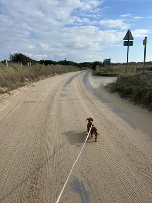 a dog on a leash walking down a road at Beach Retreat in Ynys-lâs Station