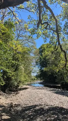 a river in the middle of a bunch of trees at Tranquil Cabin Retreat- Sleeps 2 Parking in Welshpool