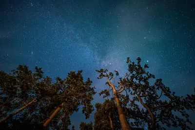 a starry night with trees and the milky way at Brackenfell Lodge in Hay-on-Wye
