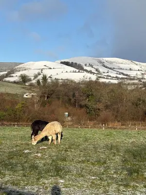a horse and a sheep grazing in a field at Alpaca cabin-mountain view-hot tub-rural retreat in Llanbrynmair